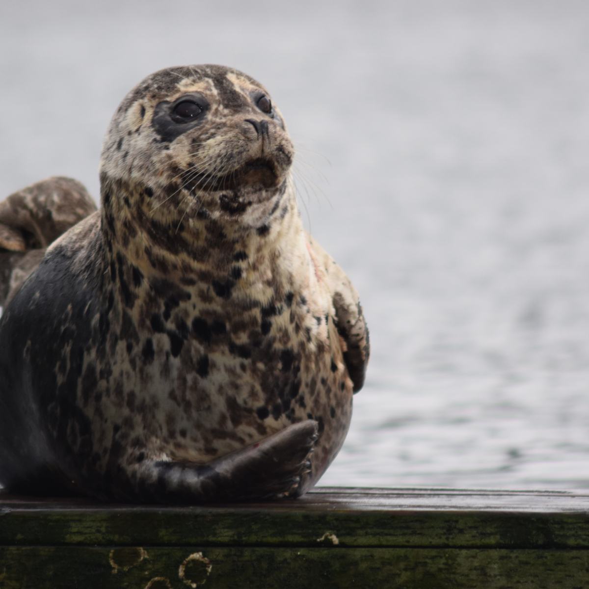 seal closeup