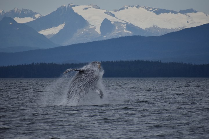 whale breaching