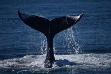 whale tail breaching