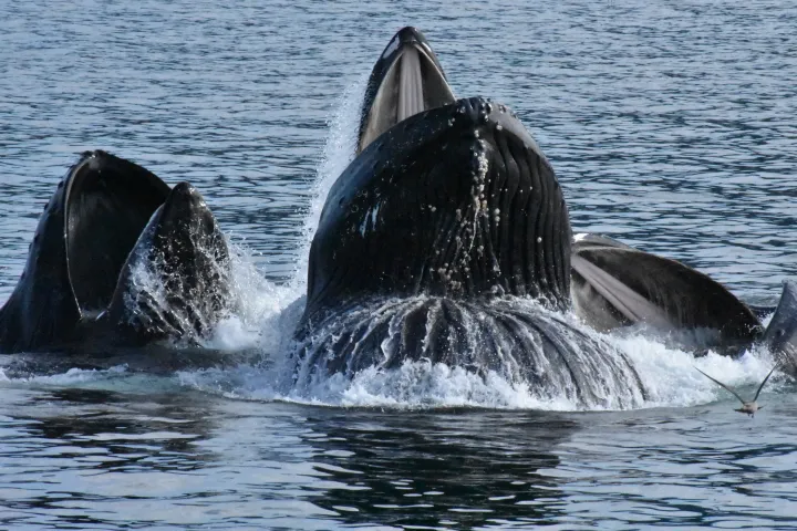 whales breaching closeup