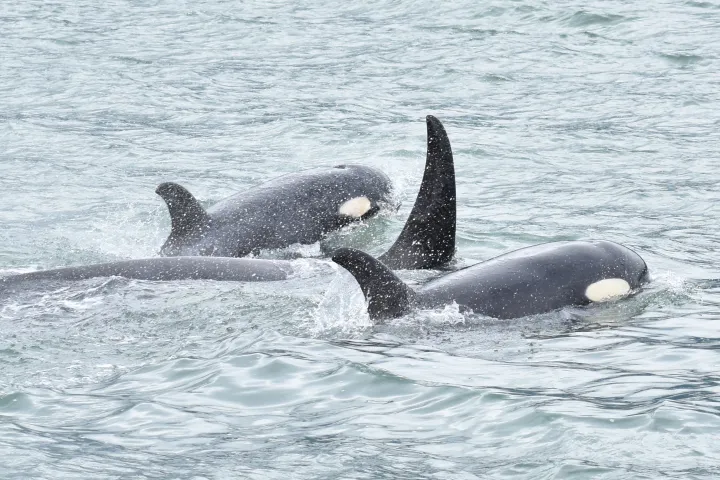 orca pod in alaska