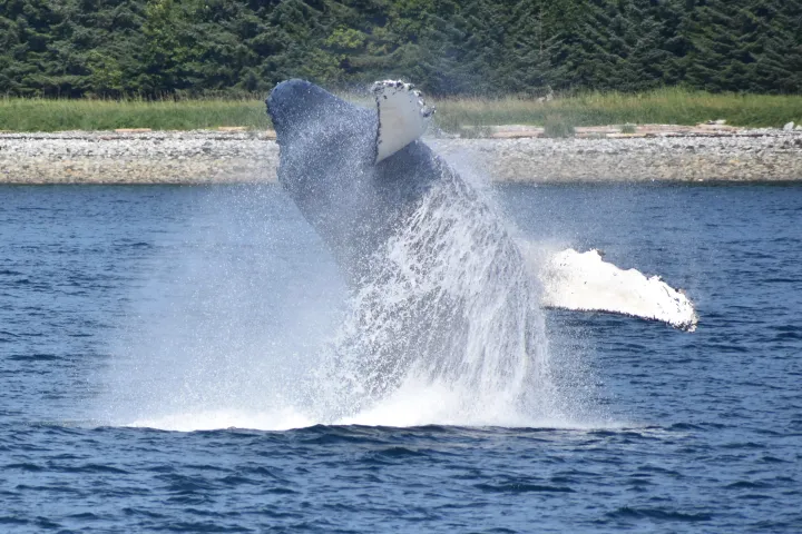 whale breaching near shore