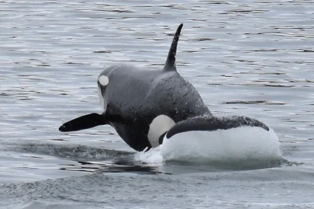 orca whales breaching