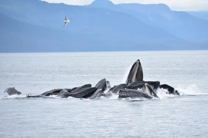 humpbacks in alaska