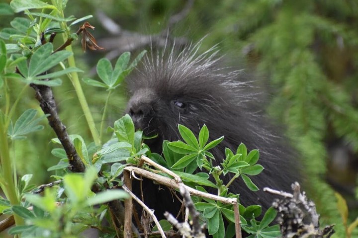 a squirrel on a branch in a forest