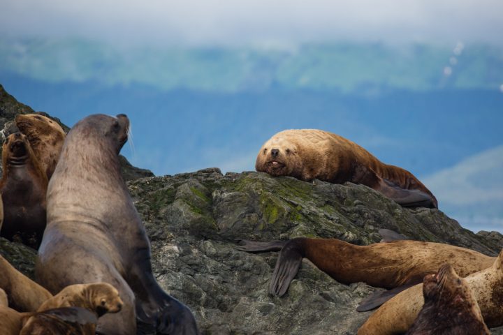 a seal on a rocky beach