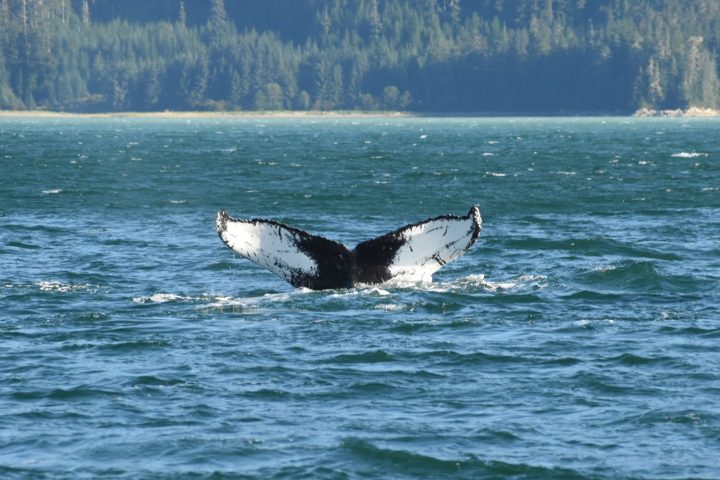 a whale jumping out of the water