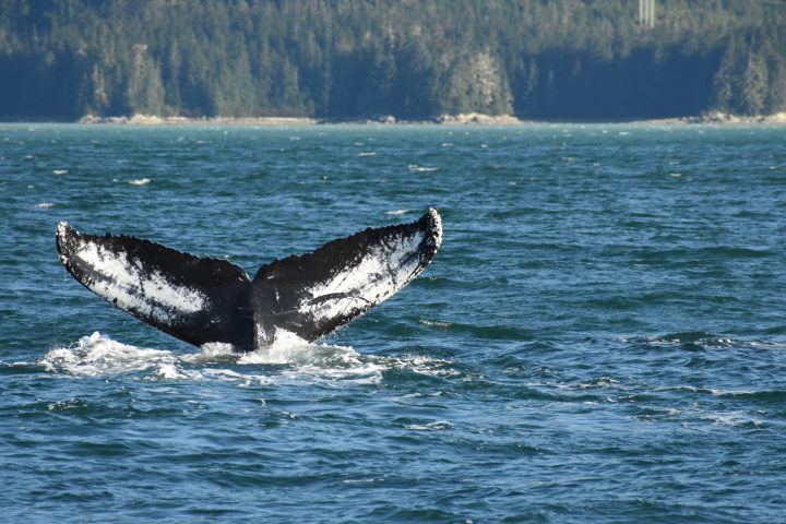 a humpback whale swimming in a body of water