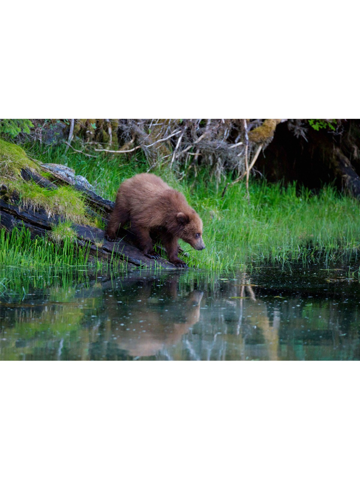 a brown bear standing next to a body of water