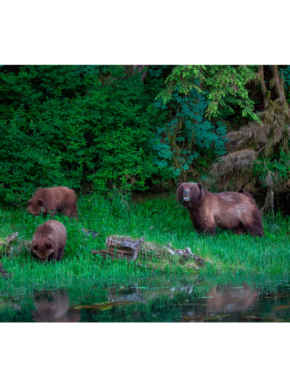 a brown bear walking across a lush green forest