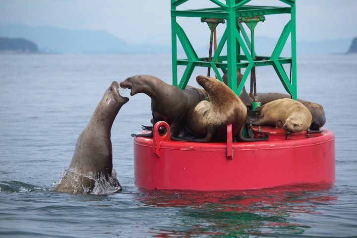 seal lions battling