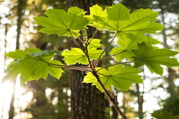 a close up of a tree