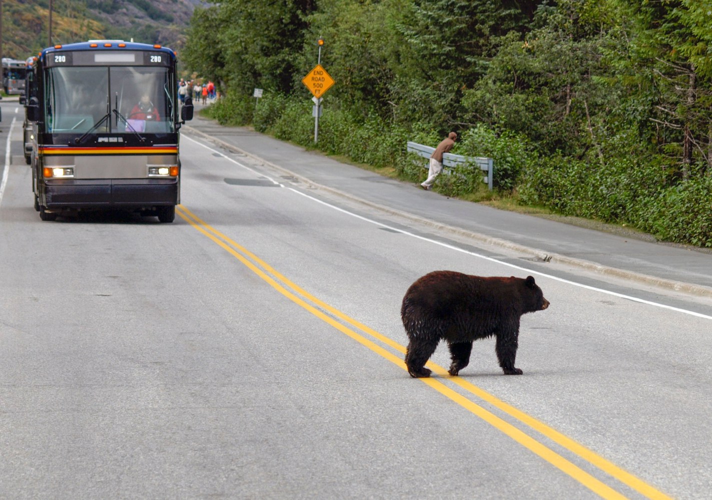 a bear walking down the road