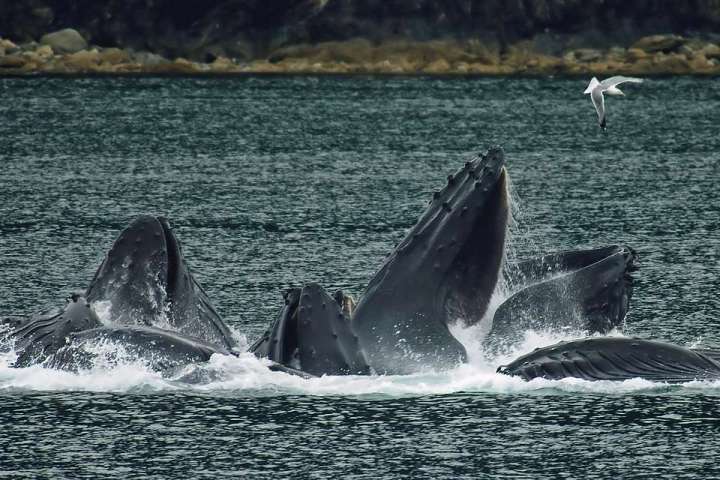 bubble net feeding near Juneau