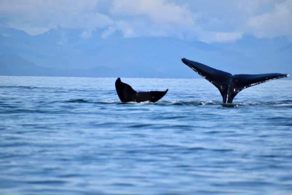 Mother and calf humpback whales in Juneau