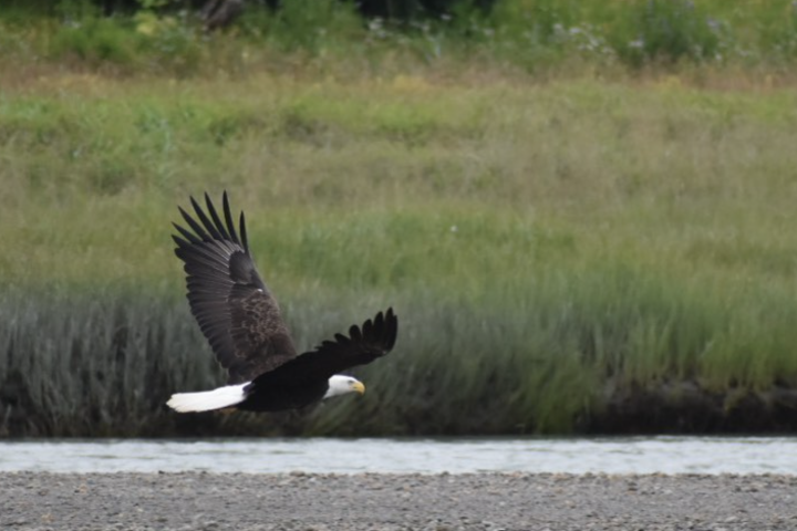 a bird flying over a body of water