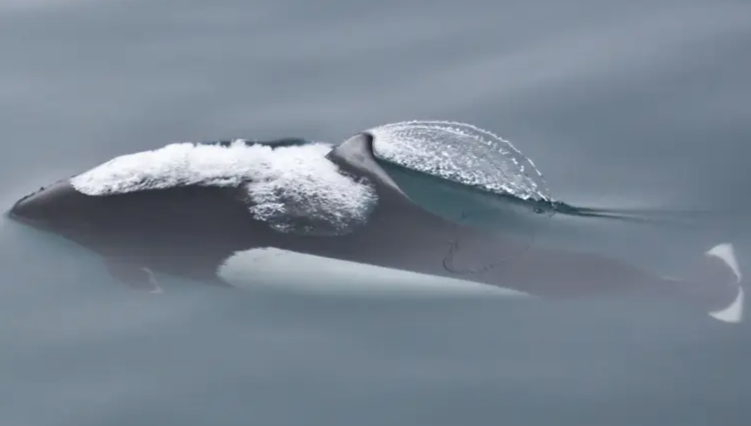 Dall’s Porpoise North Pacific Dall's Porpoise