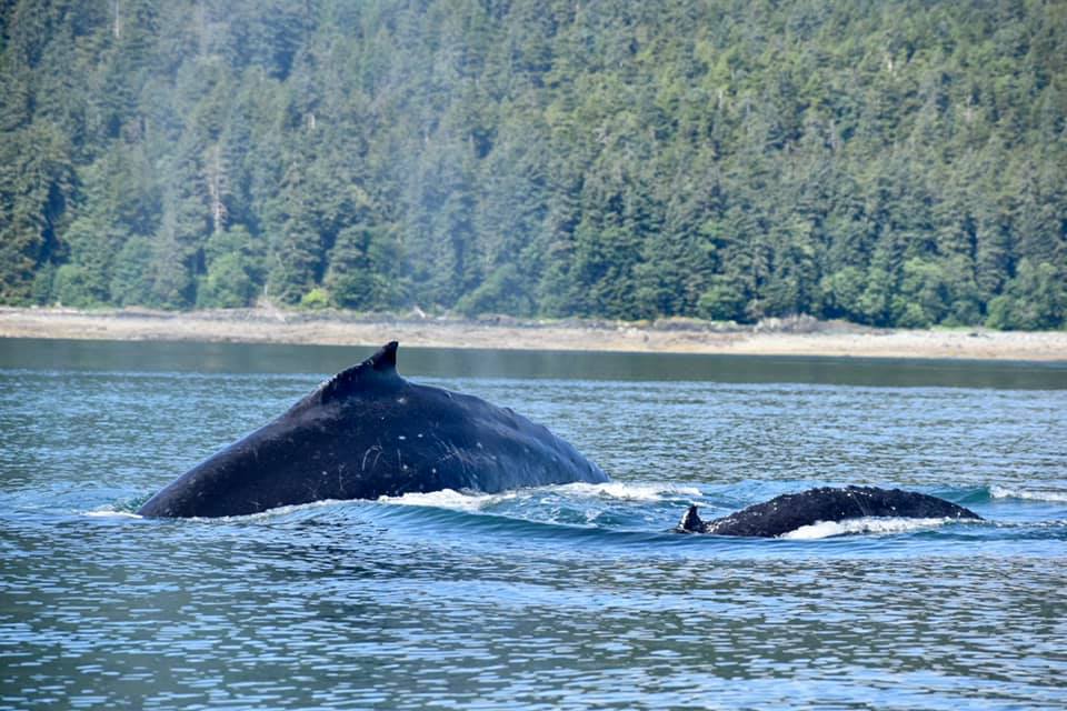 a whale on a lake next to a body of water