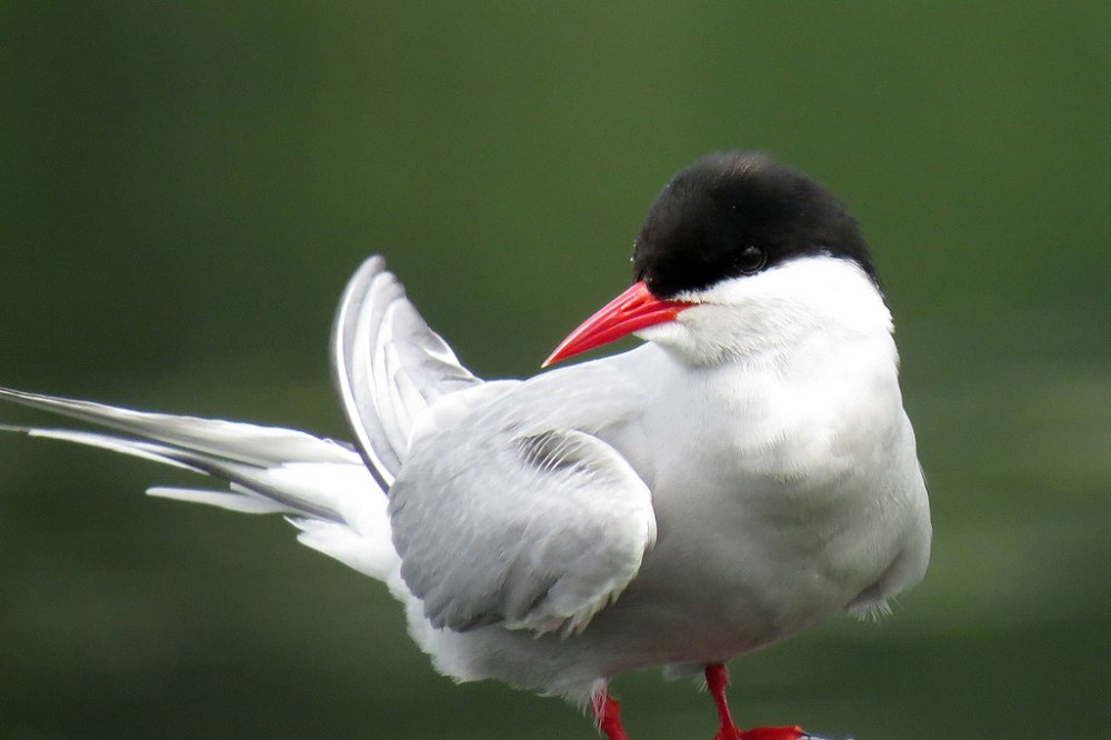 birds of Alaska