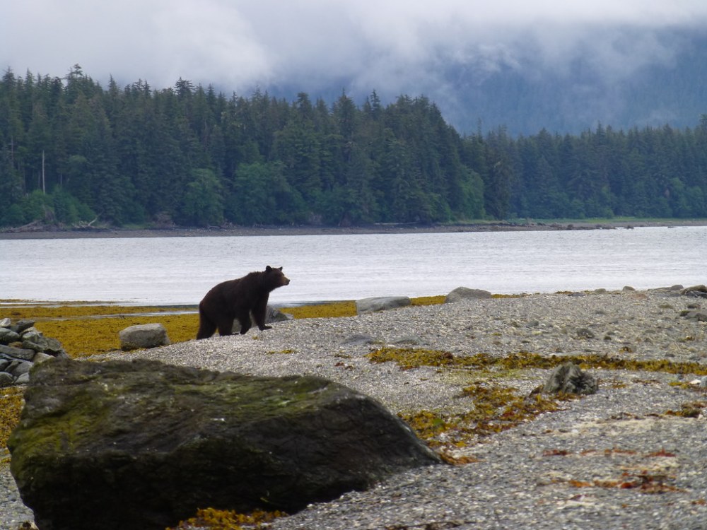 brown bear, Admiralty Island near Juneau