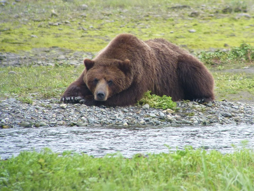 a large brown bear