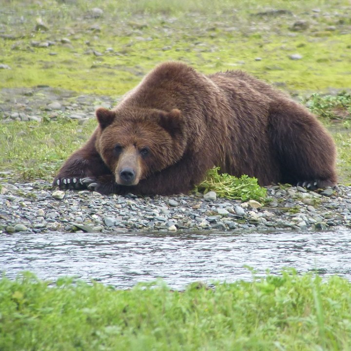 a large brown bear