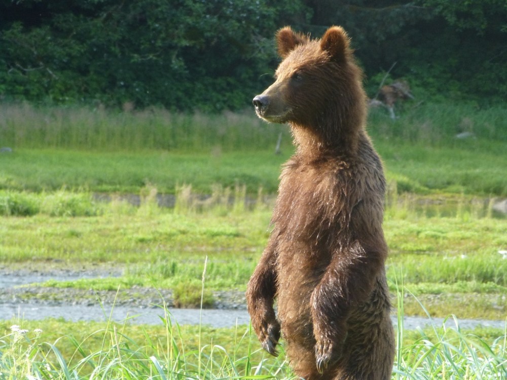 Brown bear standing up in the Pack Creek area