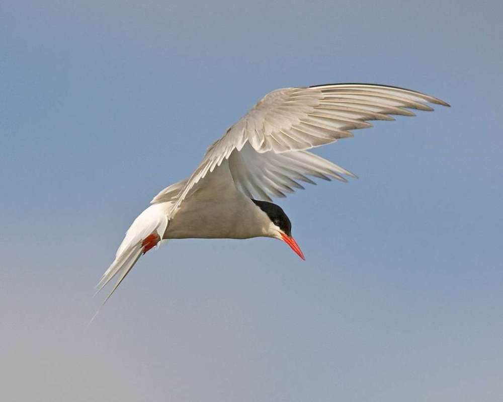 Arctic tern