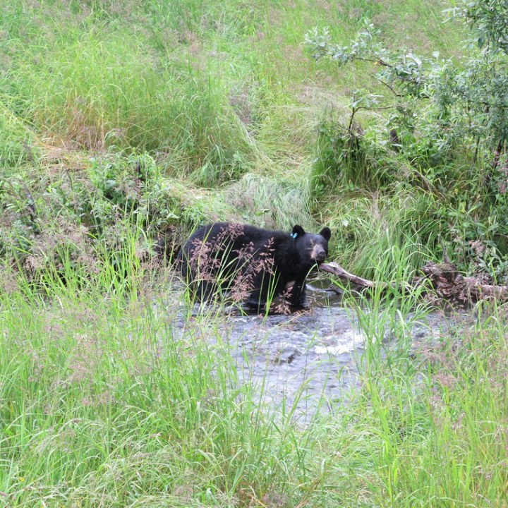 black bear fishing in the river near Juneau, Alaska