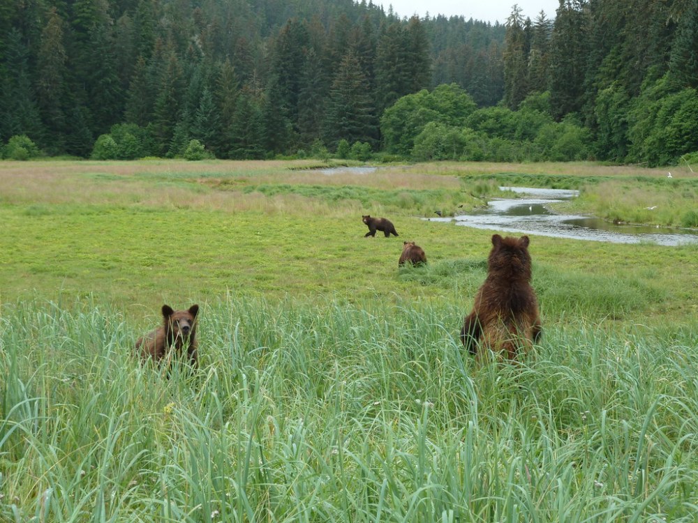 Brown bears in the Pack Creek area of Admiralty Island
