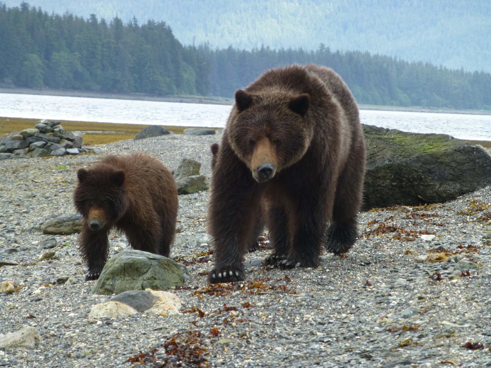 Brown bear and cub in Alaska Brown bear and cub in Alaska