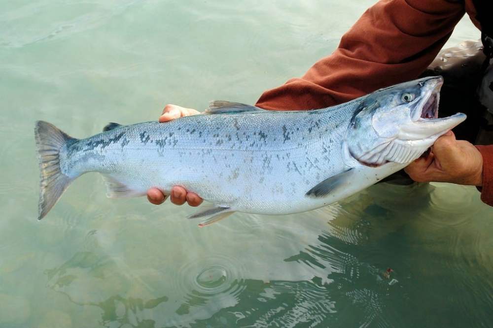 a man holding a fish swimming under water