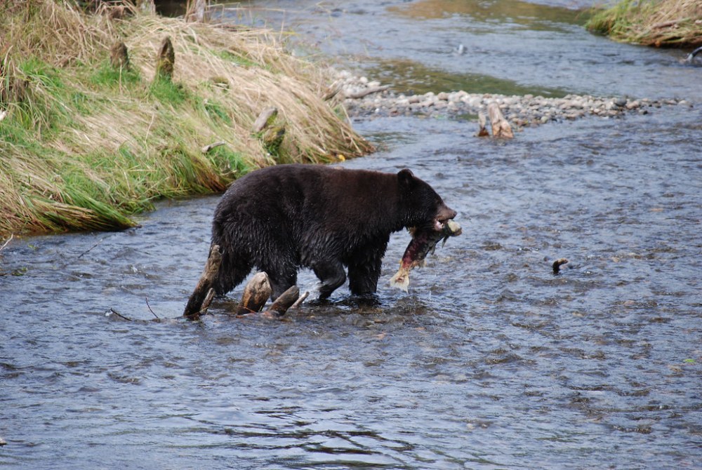 Bear carrying a salmon in a stream near Mendenhall Glacier